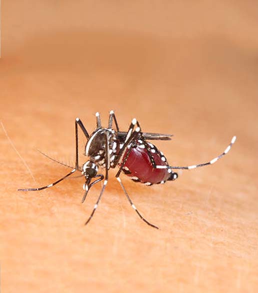 白紋伊蚊（容器型）